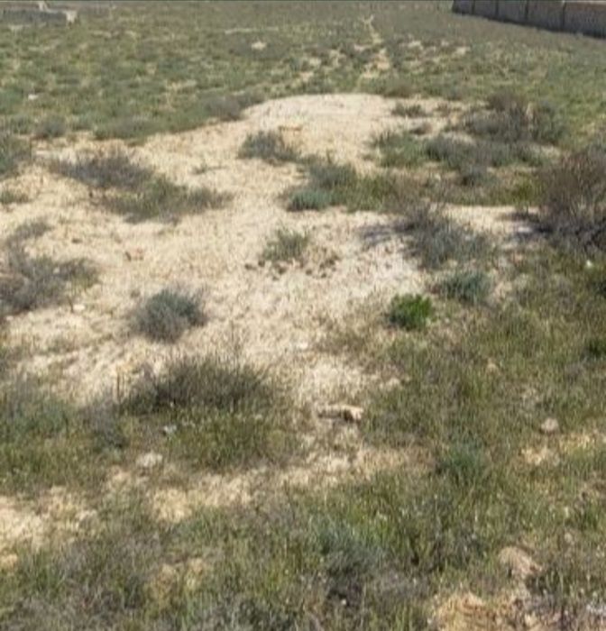 Қойлар мен қойлар емес жер