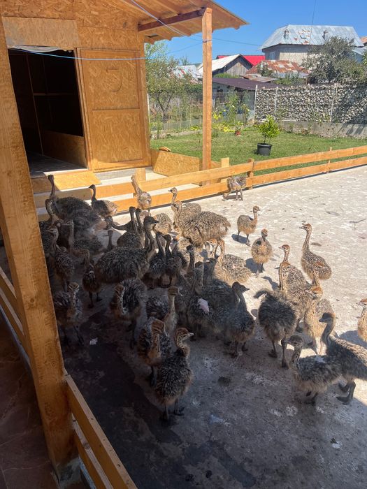 Pui De Struț negru african