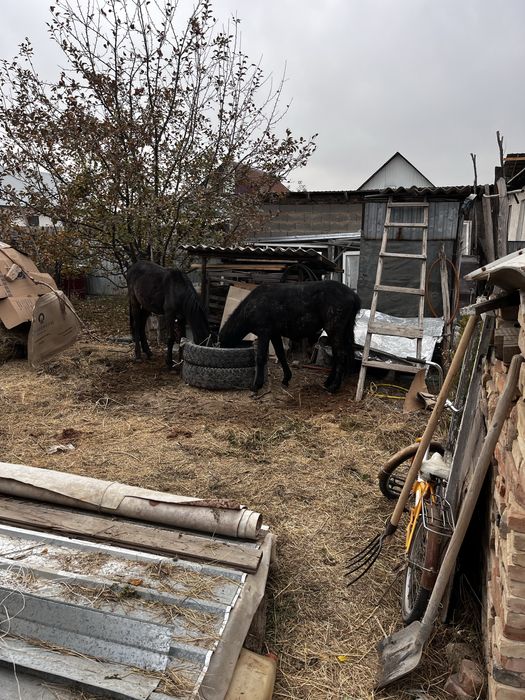 Продам лошадь две штуки