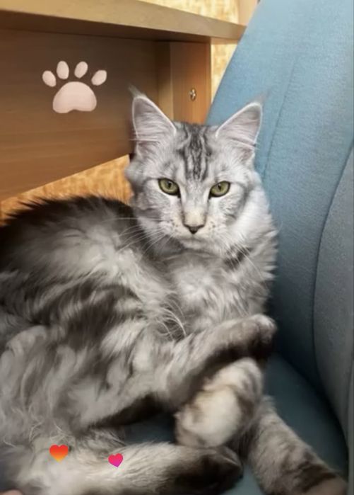 Отдaм мейн Куна девочку