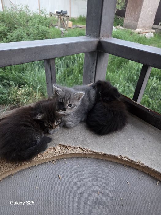 Отдам котят в добрые руки