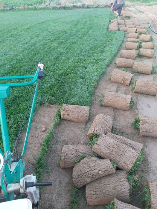 Посевной и рулонный газон