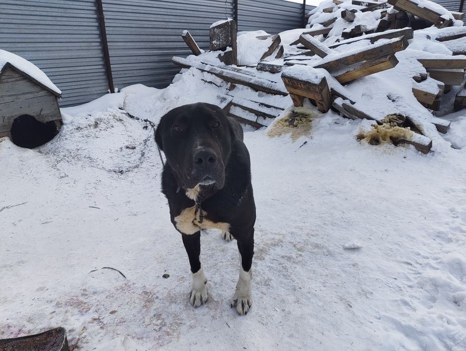 Алабай отдаю бесплатно кобель