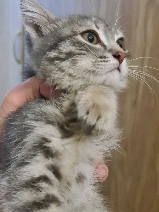 котенок в добрые руки