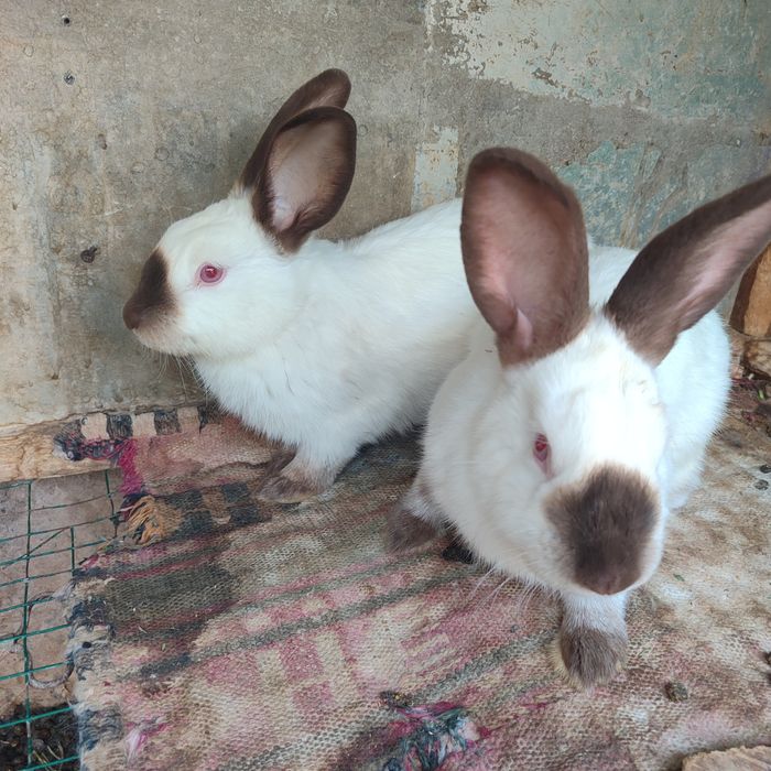 Kalif quyonlarimiz sotiladi. Harxilidan bor.