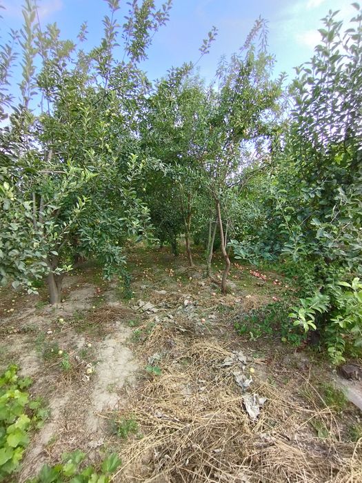 Mevazor CHEK sotiladi 8 sotik