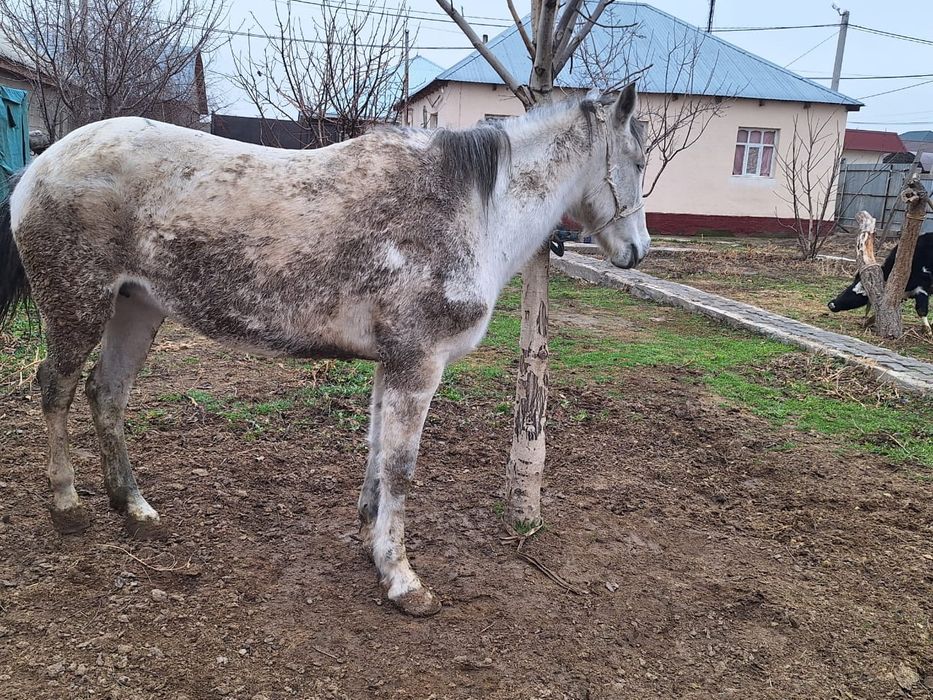 Бордақы үш ай байланған бие