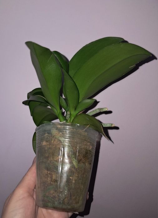 Орхидея Фаленопсис НЕ в цвету сейчас