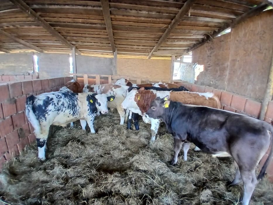 Vand vitei masculi media 310-320