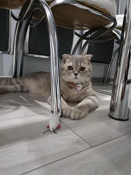 Кот шотладнский вислоухий
