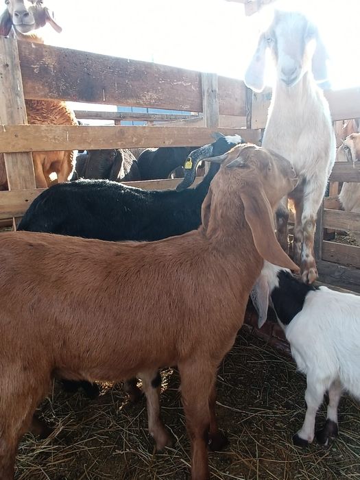 козочки и козлики