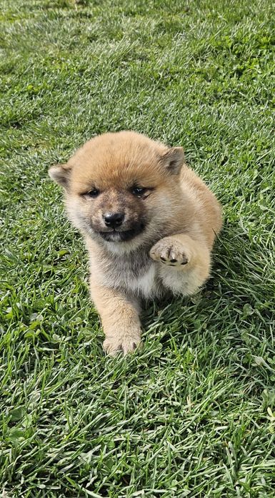 Baiat Shiba pedigree FCI
