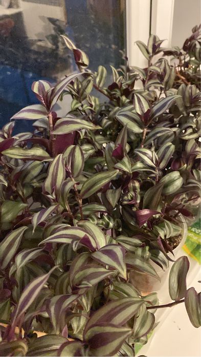 Домашняя рассада