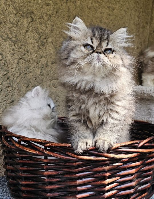 Персийско котенце