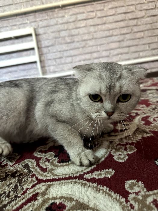 Scottish fold Mushuk