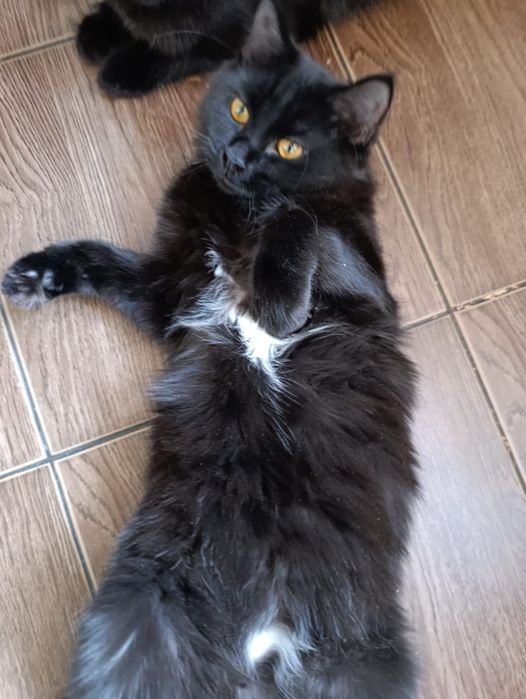 Отдам котят подростков.