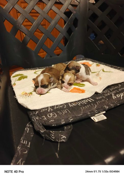 чихуахуа две момиченца и едно момченце