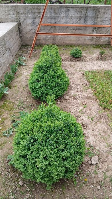 Самшить на продажу