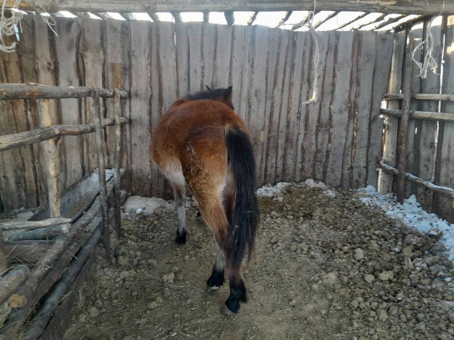 Тайлар     сатам