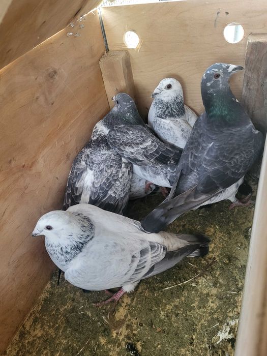 Porumbei voiajori si ornament!