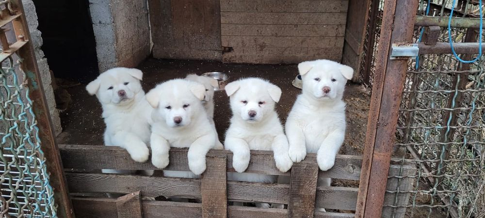 Akita inu                         .