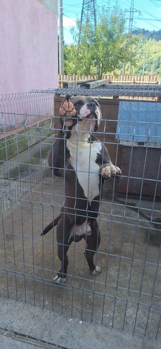 amercan bully  de vânzarea