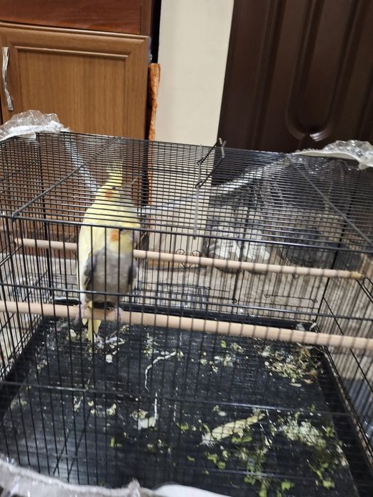 Карелла птицы продаётся