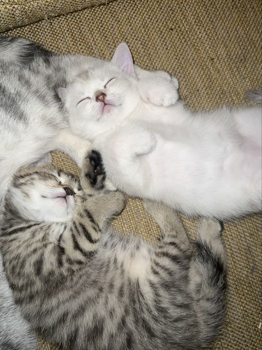 Скотиш страйт кошка