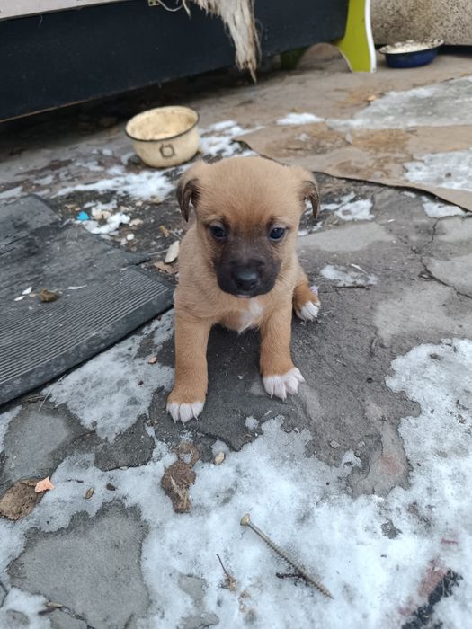 Веселые щеночки-звоночки