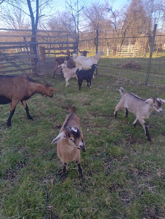 Iezi de vânzare pentru Paste