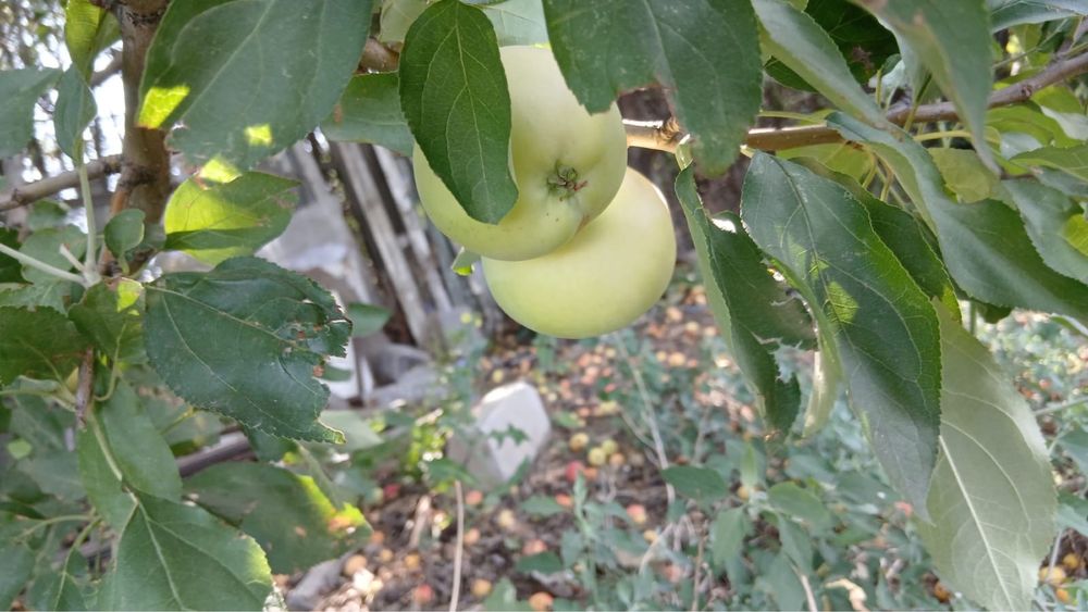 Продам дачу на союзе