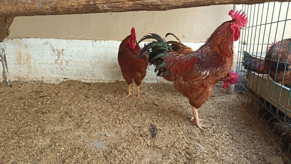 Хан хяп ху́розлари сотилади...