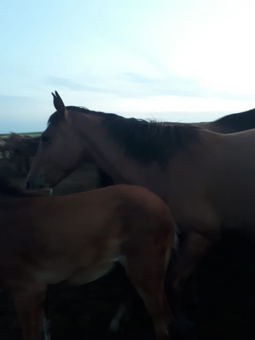 Продам лошадей с жеребятами