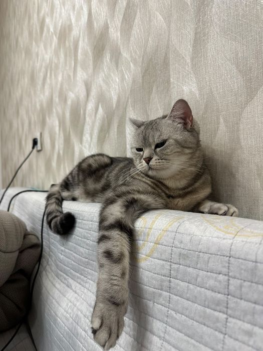 Отдам кошку в добрые руки