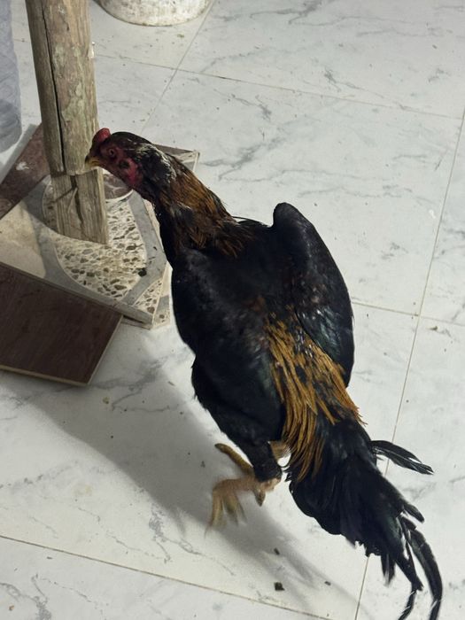 жужа хороз сотилади