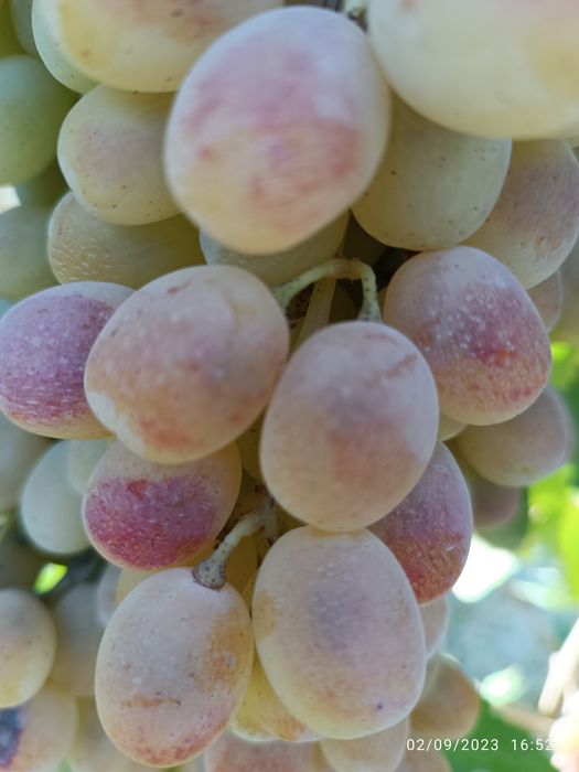 UZUM TOYIFI narxi 15 ming so'm