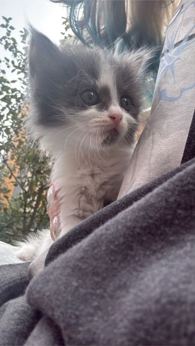 Котенок, девочка алматы