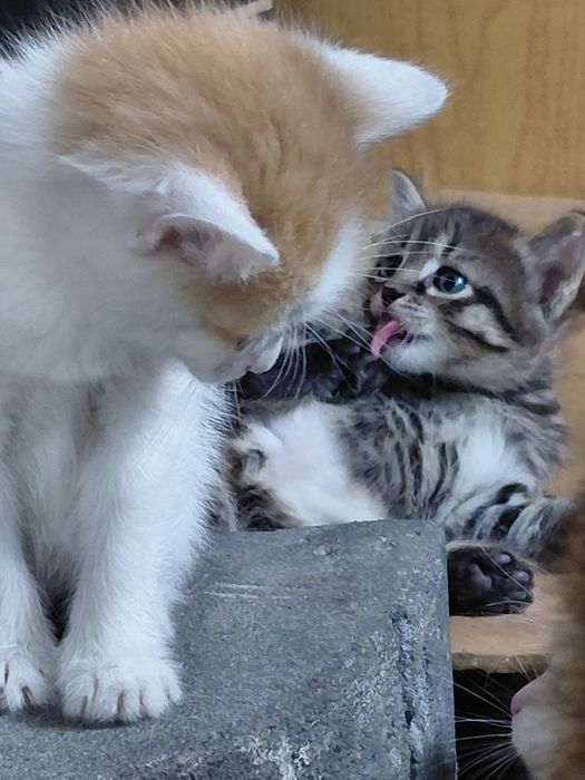 Отдам котя в добрые руки