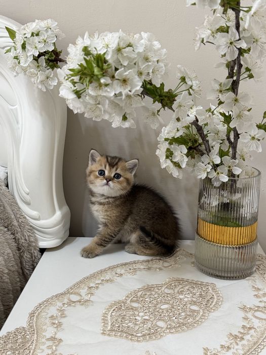 Скотиш страйт мальчик