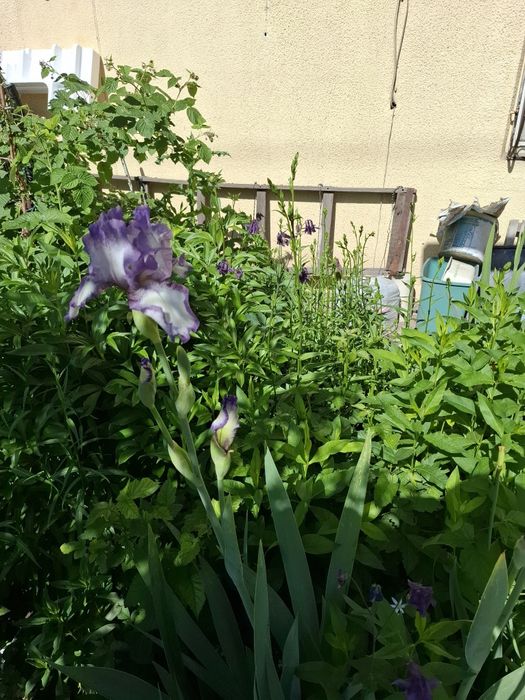 Цветы многолетнии разные