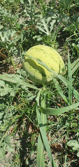 Abu jahl tarvuzi sotiladi