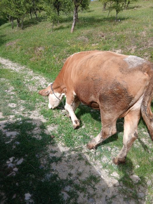 Vând vacă balțata la a doua fatare