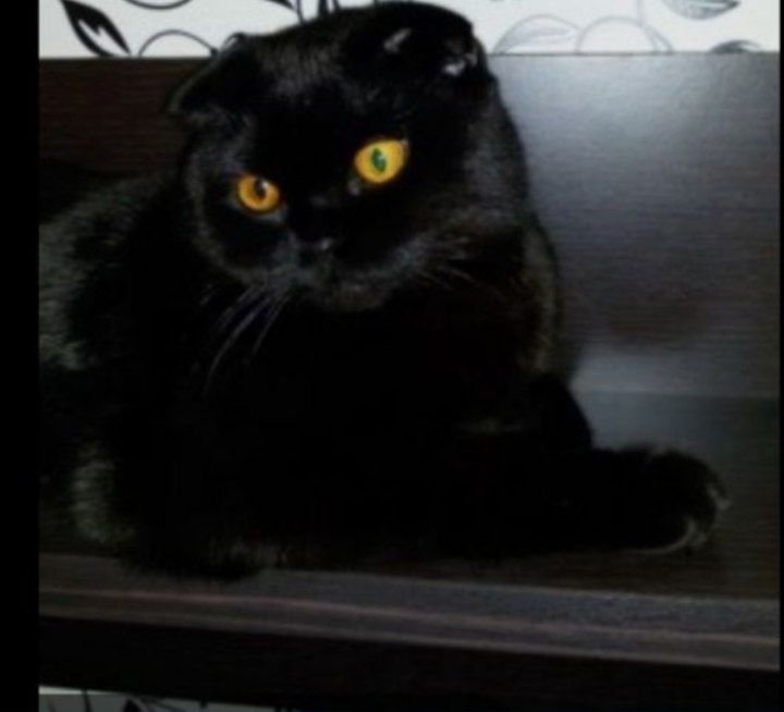 Приглашаем невест