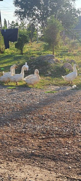 Утки пекинки и Гуси Линда