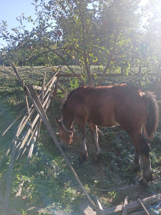 Vând mânz murg de 4 luni jumatate