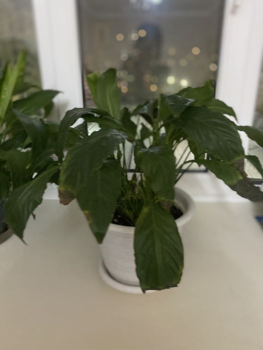 Цветы «Женское счастье»