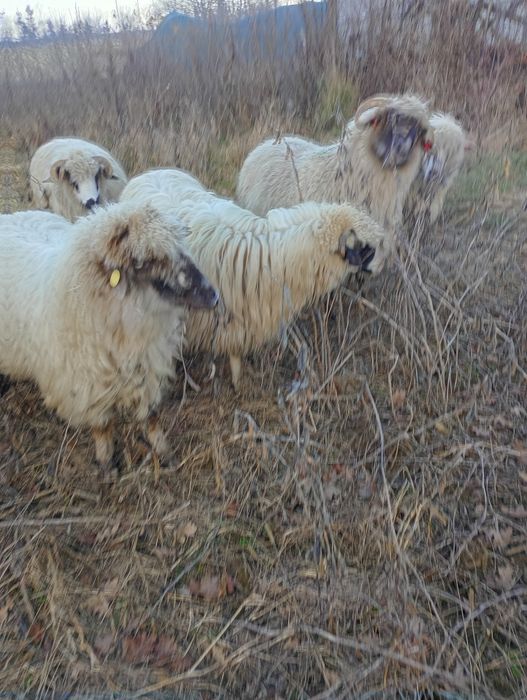 Oi și capre de vanzare