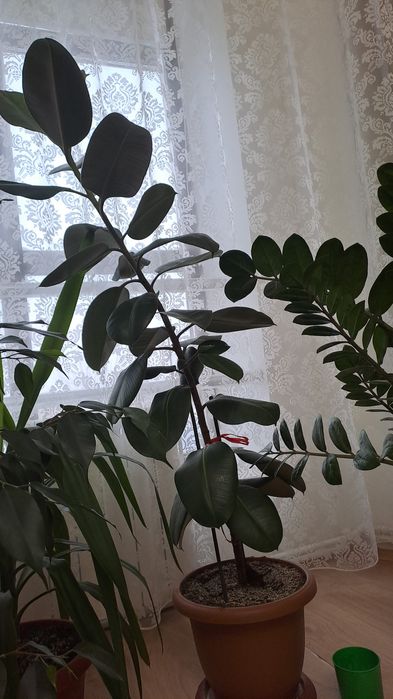 Продаем комнатные цветы