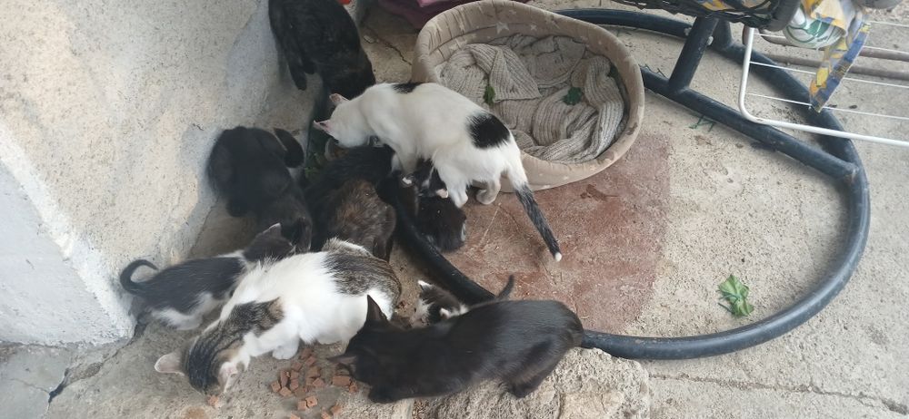 Donez pui de pisica