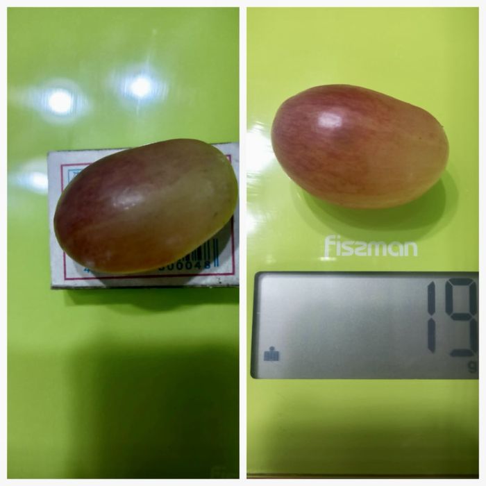 Саженцы винограда